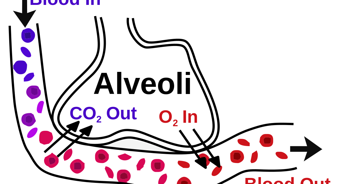 Gasaustausch